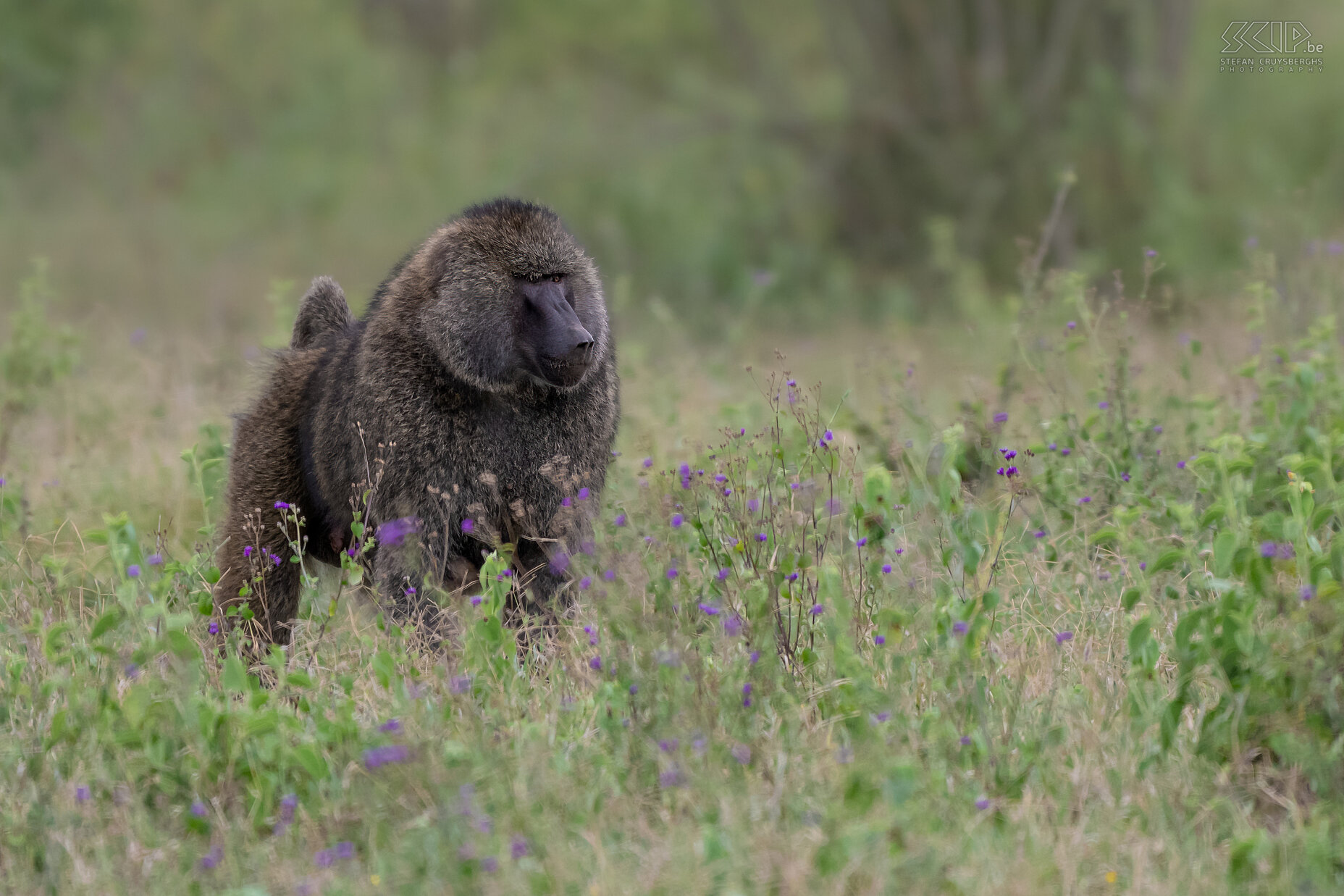 Soysambu - Olive baboon  Stefan Cruysberghs